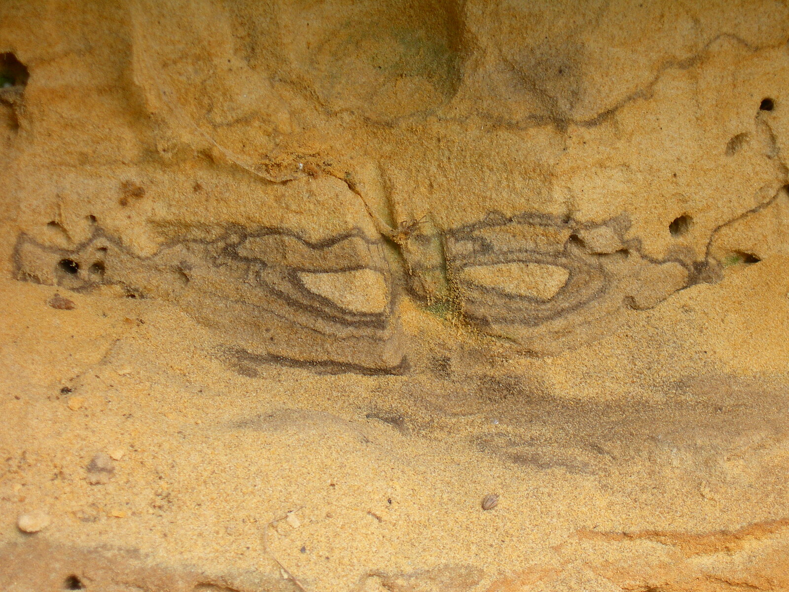 graue konzentrische Ringe in gelblichem Sand